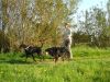 Mitarbeiterin fhrt zwei Hunde bers Feld